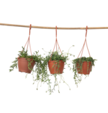 Parelketting - Mix van 3 - Senecio - Hoogte 25-35cm - ⌀12cm