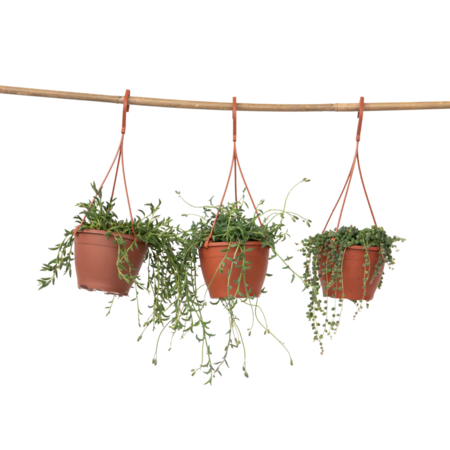 Parelketting - Mix van 3 - Senecio - Hoogte 25-35cm - ⌀12cm
