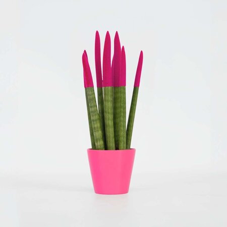 Afrikaanse Speerplant - Sansevieria cylindrica - Hoogte 20-40cm - Pot 9cm