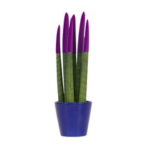 Afrikaanse Speerplant - Sansevieria cylindrica - Hoogte 20-40cm - Pot 9cm
