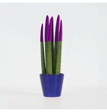 Afrikaanse Speerplant - Sansevieria cylindrica - Hoogte 20-40cm - Pot 9cm