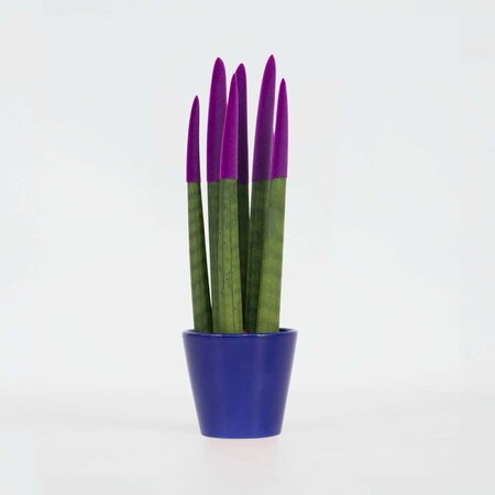 Afrikaanse Speerplant - Sansevieria cylindrica - Hoogte 20-40cm - Pot 9cm