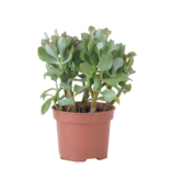 Jadeplant - Crassula arborescens 'Curly' - Hoogte 15-25 cm - Pot 12 c