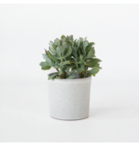 Jadeplant - Crassula arborescens 'Curly' - Hoogte 15-25 cm - Pot 12 c