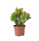 Jadeplant - Crassula ovata 'Hobbit' - Hoogte 10-20cm - ⌀12cm