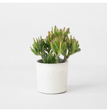 Jadeplant - Crassula ovata 'Hobbit' - Hoogte 10-20cm - ⌀12cm