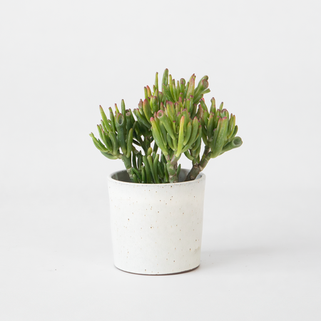 Jadeplant - Crassula ovata 'Hobbit' - Hoogte 10-20cm - ⌀12cm