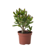 Geldboom - Crassula ovata 'Gollum' - Hoogte 15-25cm - Pot 12cm