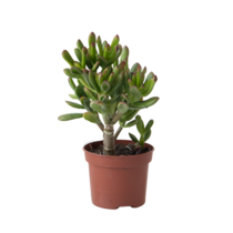 Geldboom - Crassula ovata 'Gollum' - Hoogte 15-25cm - Pot 12cm