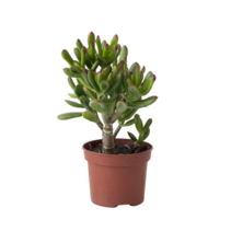 Geldboom - Crassula ovata 'Gollum' - Hoogte 15-25cm - Pot 12cm