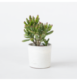 Geldboom - Crassula ovata 'Gollum' - Hoogte 15-25cm - Pot 12cm