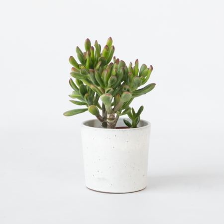 Geldboom - Crassula ovata 'Gollum' - Hoogte 15-25cm - Pot 12cm
