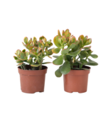 Geldboom - Set van 2 - Crassula ovata 'Sunset' - Hoogte 15-20cm - ⌀12cm
