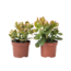 Geldboom - Set van 2 - Crassula ovata 'Sunset' - Hoogte 15-20cm - ⌀12cm