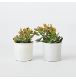 Geldboom - Set van 2 - Crassula ovata 'Sunset' - Hoogte 15-20cm - ⌀12cm