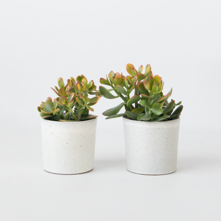 Geldboom - Set van 2 - Crassula ovata 'Sunset' - Hoogte 15-20cm - ⌀12cm