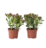 Geldboom - Set van 2 - Crassula ovata - Hoogte 15-25 cm - ø 12 cm