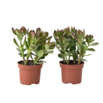 Geldboom - Set van 2 - Crassula ovata - Hoogte 15-25 cm - ø 12 cm
