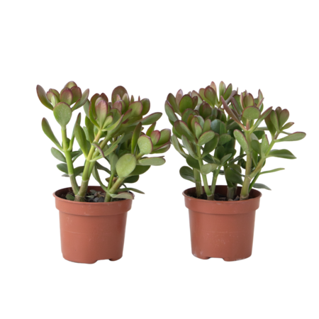 Geldboom - Set van 2 - Crassula ovata - Hoogte 15-25 cm - ø 12 cm