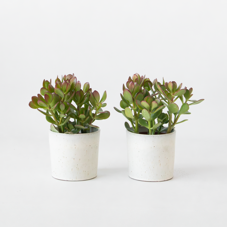 Geldboom - Set van 2 - Crassula ovata - Hoogte 15-25 cm - ø 12 cm