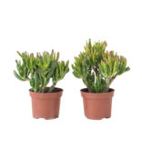 Jadeplant - Set van 2 - Crassula ovata 'Hobbit' - Hoogte 10-20cm - ⌀12cm