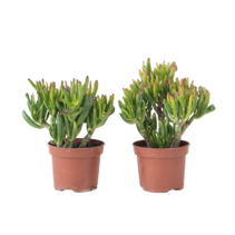 Jadeplant - Set van 2 - Crassula ovata 'Hobbit' - Hoogte 10-20cm - ⌀12cm