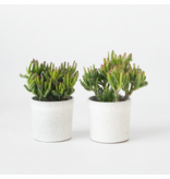 Jadeplant - Set van 2 - Crassula ovata 'Hobbit' - Hoogte 10-20cm - ⌀12cm