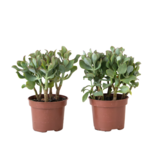 Jadeplant - Set van 2 - Crassula arborescens 'Curly' - Pot 12 cm