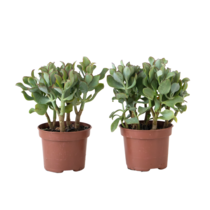 Jadeplant - Set van 2 - Crassula arborescens 'Curly' - Pot 12 cm