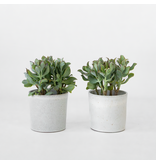 Jadeplant - Set van 2 - Crassula arborescens 'Curly' - Pot 12 cm