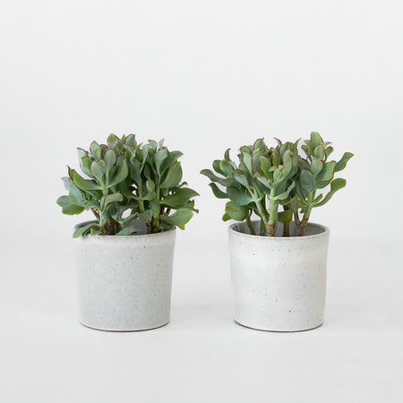 Jadeplant - Set van 2 - Crassula arborescens 'Curly' - Pot 12 cm