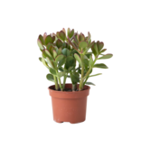 Geldboom - Crassula ovata - Hoogte 15-25 cm - ø 12 cm