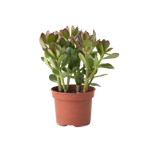 Geldboom - Crassula ovata - Hoogte 15-25 cm - ø 12 cm