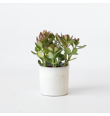 Geldboom - Crassula ovata - Hoogte 15-25 cm - ø 12 cm