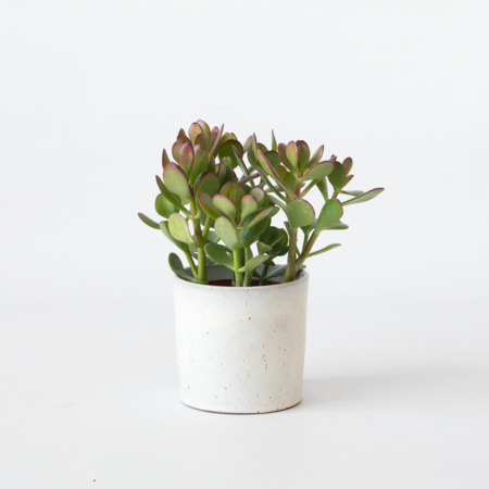 Geldboom - Crassula ovata - Hoogte 15-25 cm - ø 12 cm