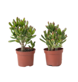 Geldboom - Set van 2 - Crassula ovata 'Gollum' - Hoogte 15-25cm - Pot 12cm