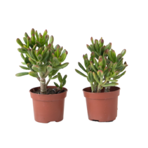 Geldboom - Set van 2 - Crassula ovata 'Gollum' - Hoogte 15-25cm - Pot 12cm