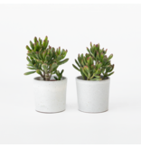 Geldboom - Set van 2 - Crassula ovata 'Gollum' - Hoogte 15-25cm - Pot 12cm