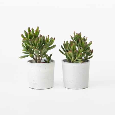 Geldboom - Set van 2 - Crassula ovata 'Gollum' - Hoogte 15-25cm - Pot 12cm