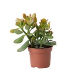 Geldboom - Crassula ovata 'Sunset' - Hoogte 15-20cm - ⌀12cm
