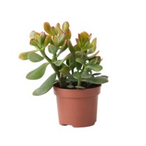 Geldboom - Crassula ovata 'Sunset' - Hoogte 15-20cm - ⌀12cm