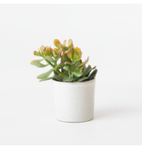 Geldboom - Crassula ovata 'Sunset' - Hoogte 15-20cm - ⌀12cm