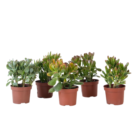 Geldboom - Mix van 5 Crassula ovata soorten - Hoogte 10-25cm - Pot 12cm