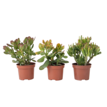 Geldboom - Mix van 3 - Crassula Minor, Hobbit, Sunset - Hoogte 10-25cm - ø12cm