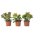 Geldboom - Mix van 3 - Crassula Minor, Hobbit, Sunset - Hoogte 10-25cm - ø12cm