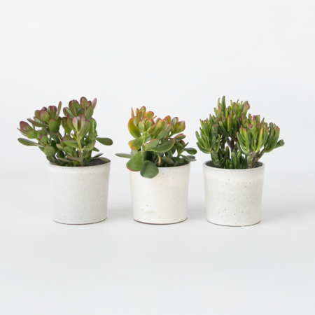 Geldboom - Mix van 3 - Crassula Minor, Hobbit, Sunset - Hoogte 10-25cm - ø12cm