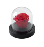 Geconserveerde Rode Roos onder Glazen Stolp - Echte Roos - Luxe Cadeau