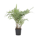 Kunstplant phlebodium - Hoogte 80cm