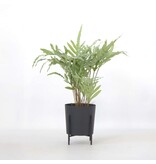 Kunstplant phlebodium - Hoogte 80cm