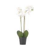 Kunstplant phalaenopsis orchidee - Wit - Hoogte 55cm